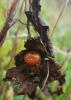 290538 – Photo : Agathe Schlosser – France (67)